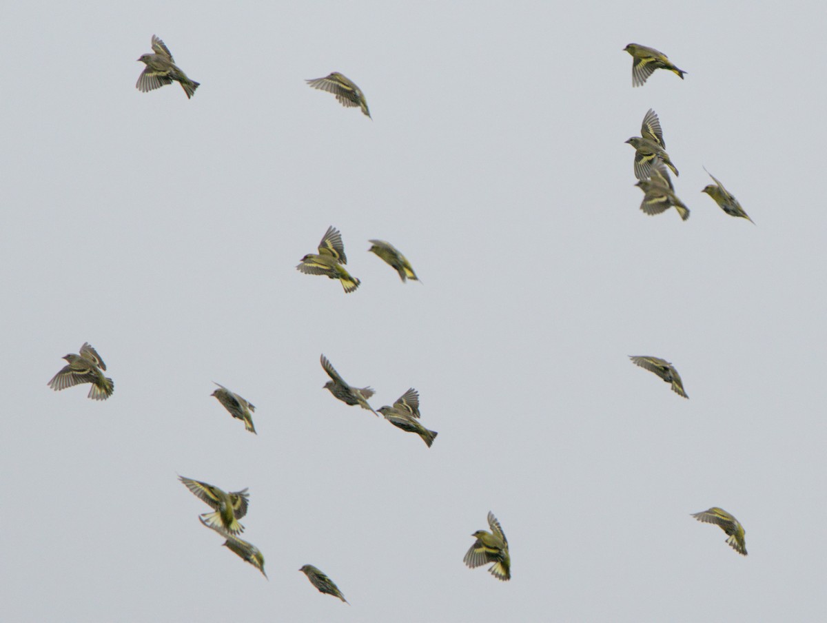 Eurasian Siskin - ML612091468