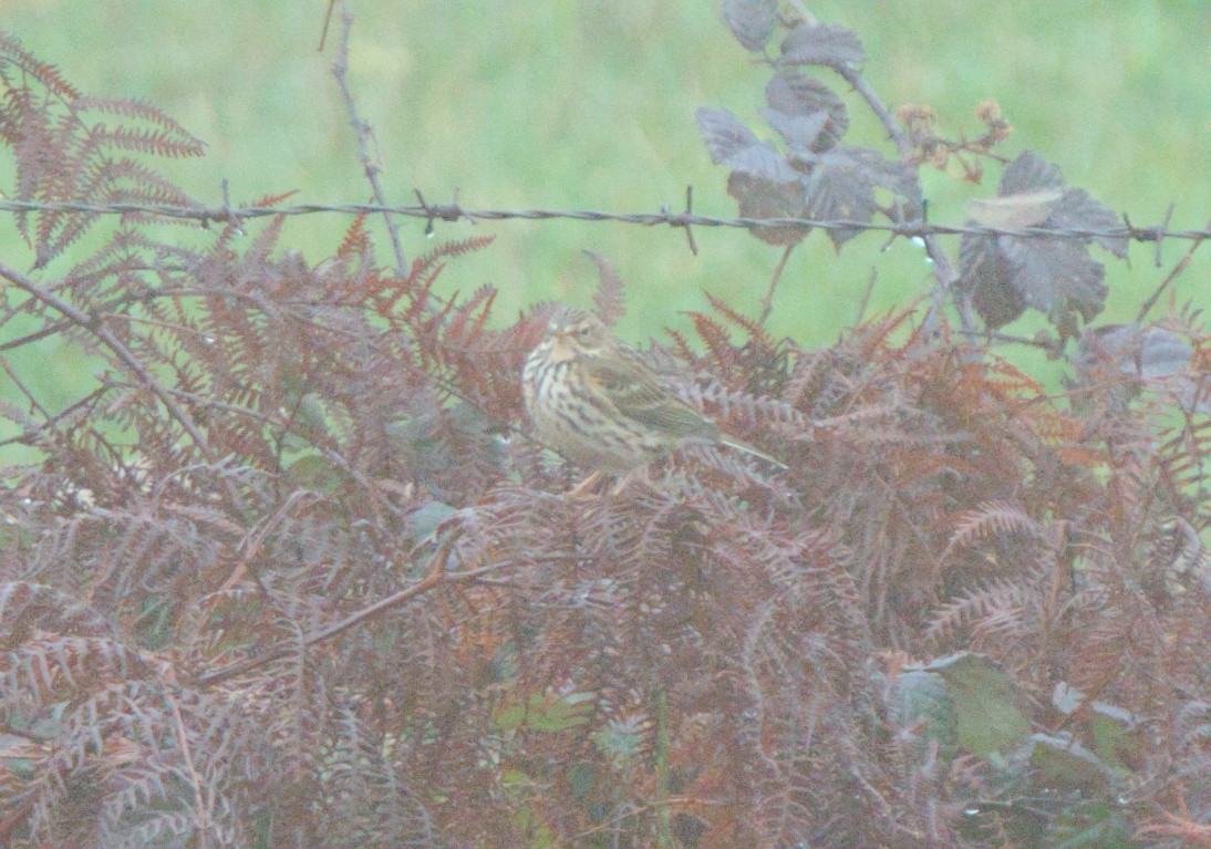 Meadow Pipit - ML612091562