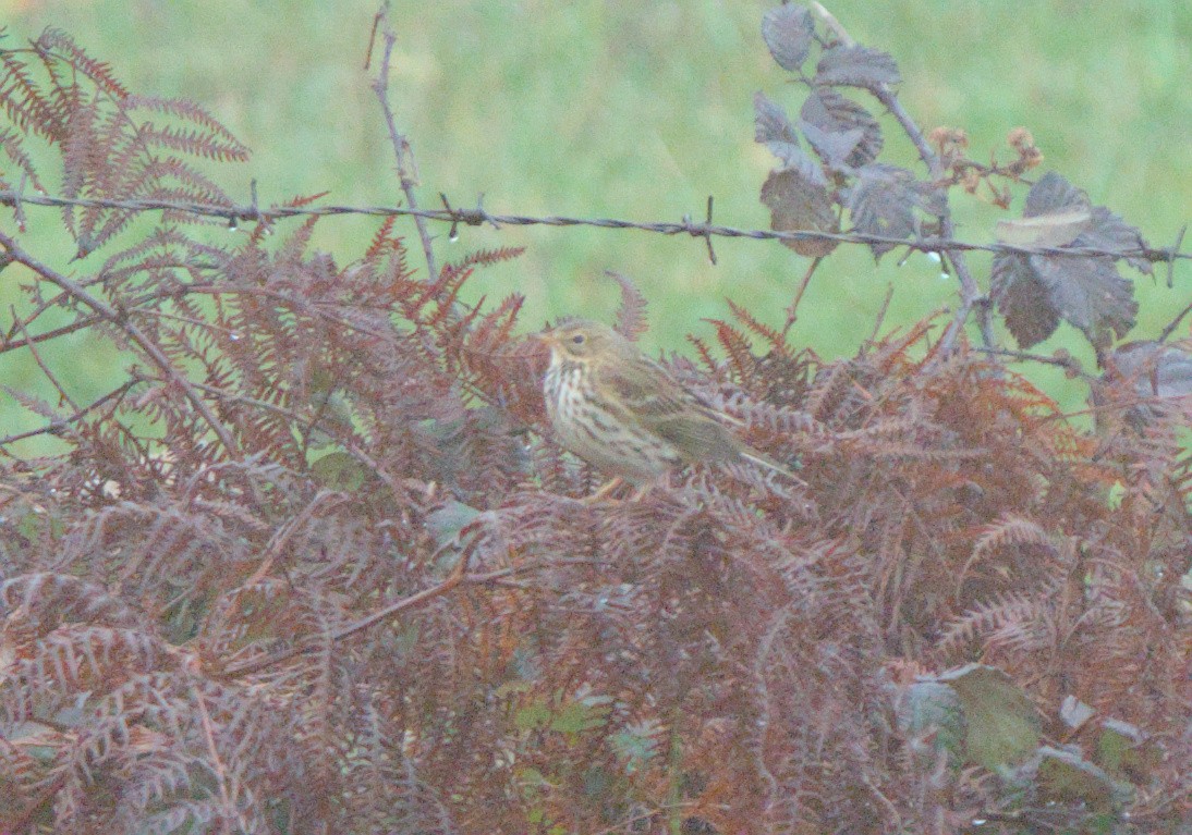 Meadow Pipit - ML612091563