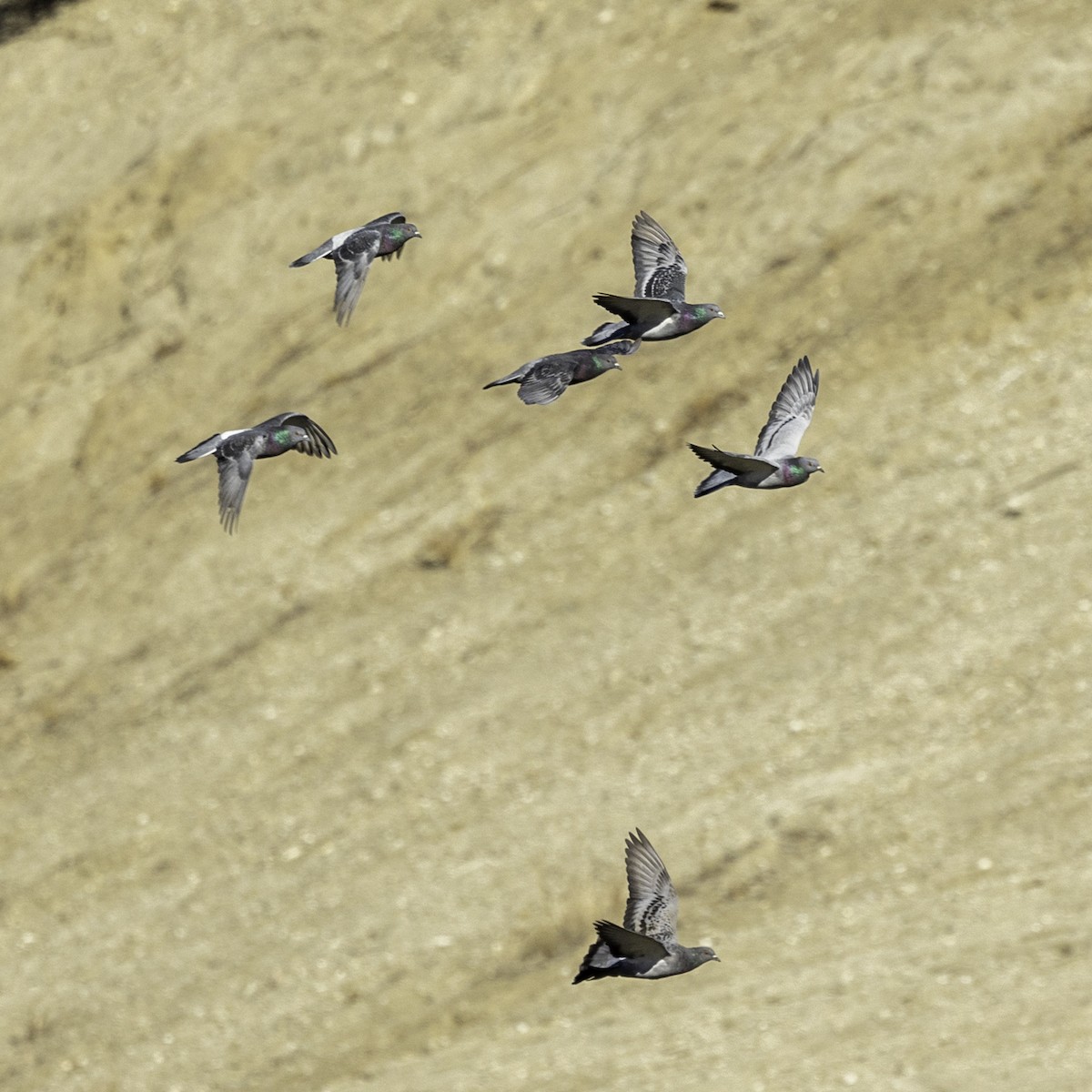 Rock Pigeon (Feral Pigeon) - ML612091628