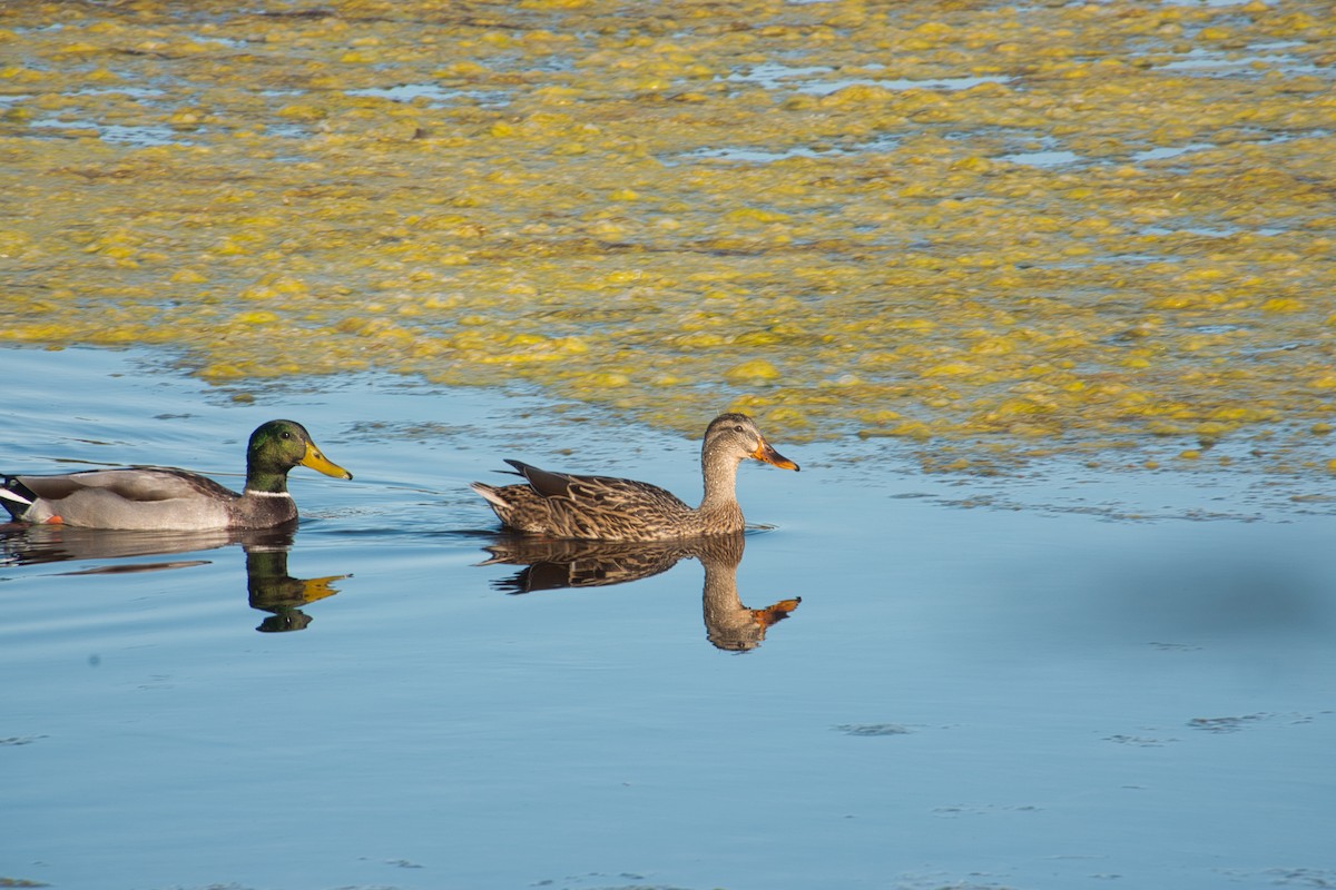 Mallard - ML612091657