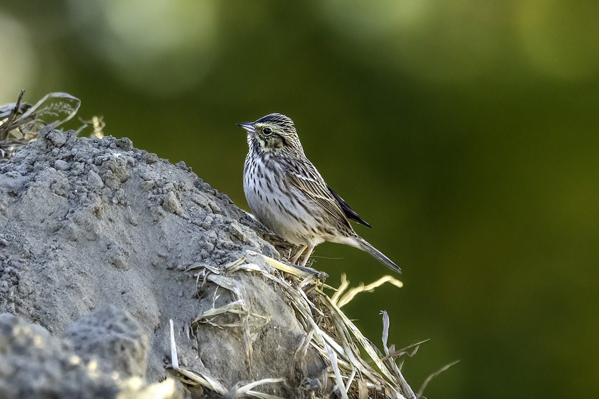 Savannah Sparrow - ML612091659