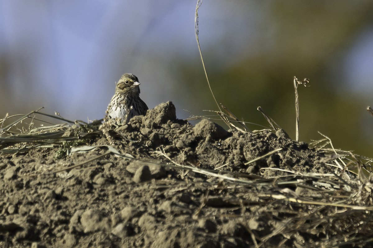 Savannah Sparrow - ML612091660