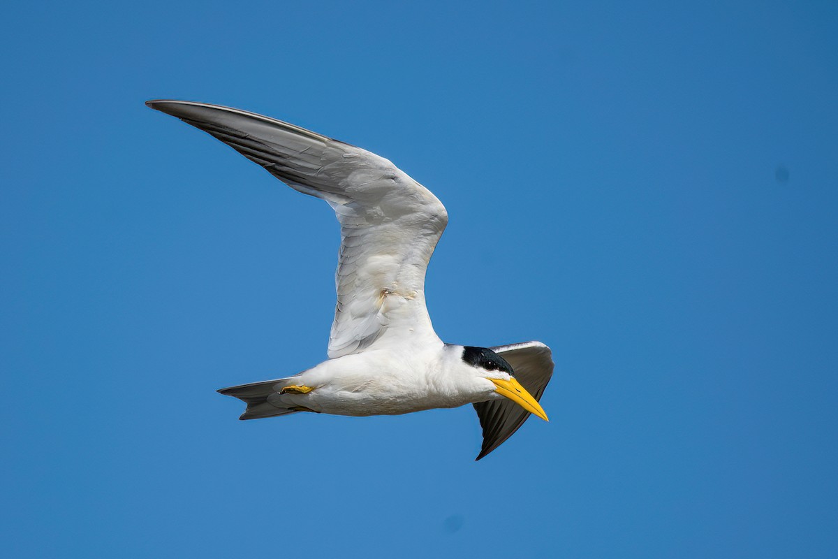 Large-billed Tern - ML612091692