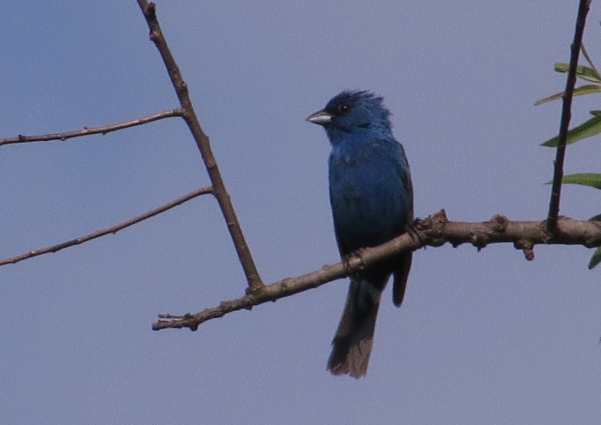 Indigo Bunting - ML612091694