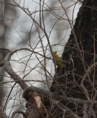 Yellow Warbler - ML612091704