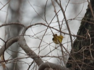 Yellow Warbler - ML612091705