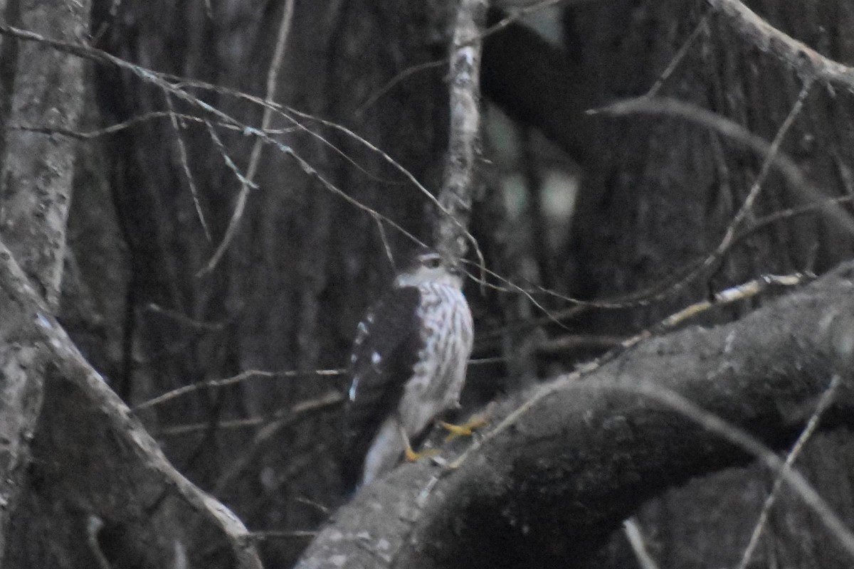 Sharp-shinned Hawk - ML612091757