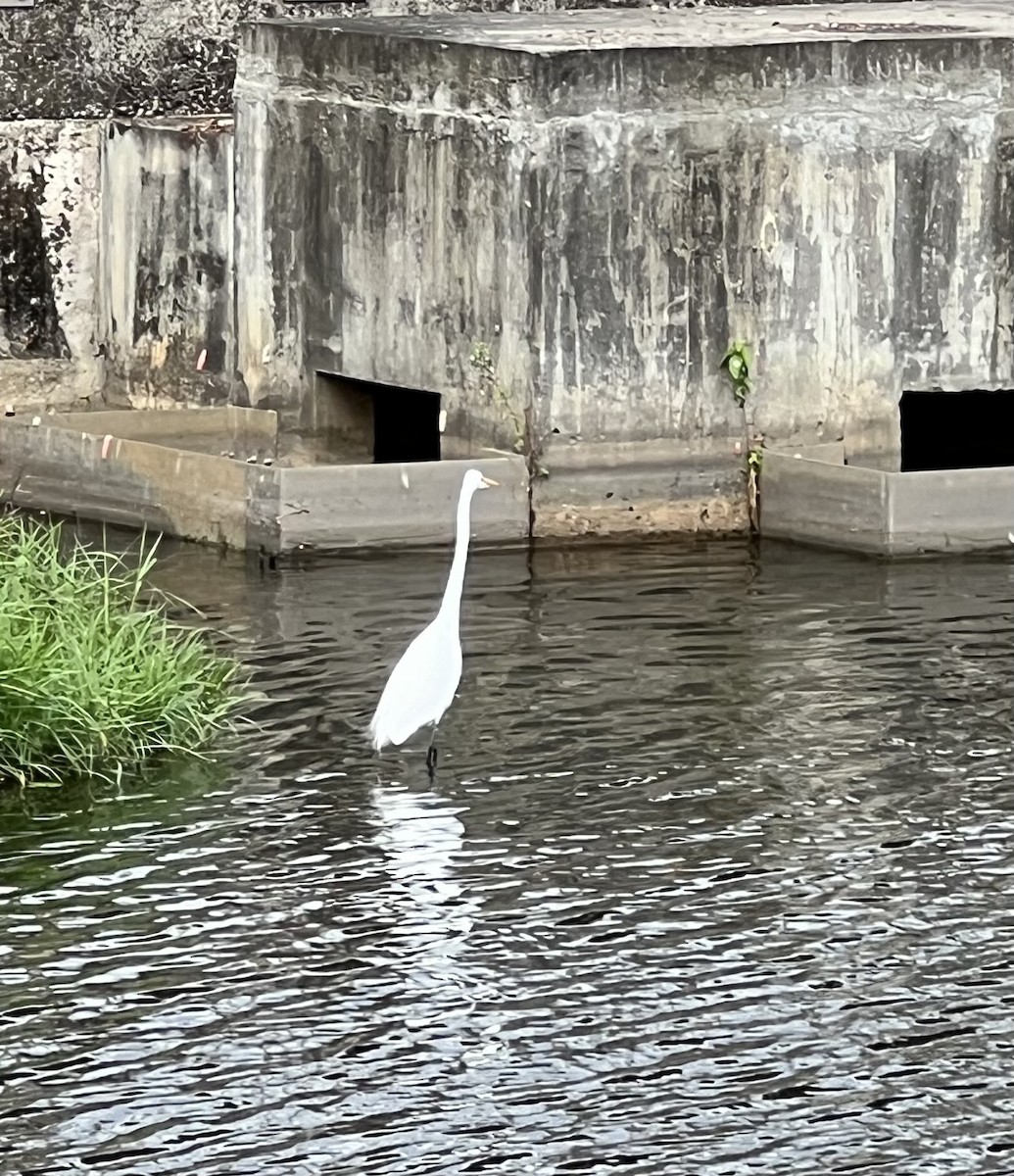 Great Egret - ML612091765