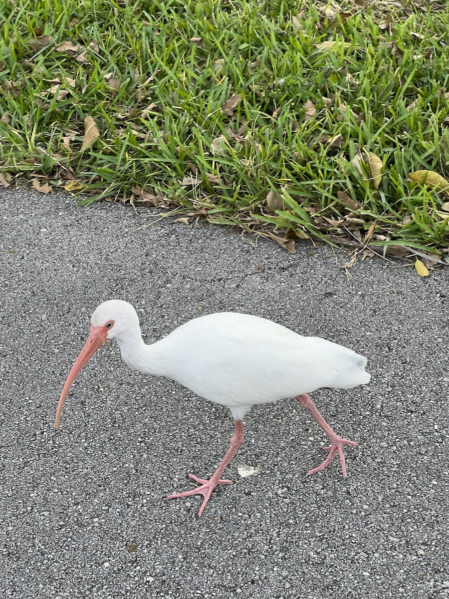 ibis bílý - ML612091804
