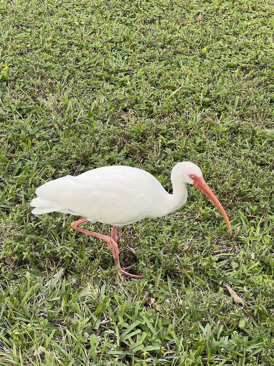 ibis bílý - ML612091805