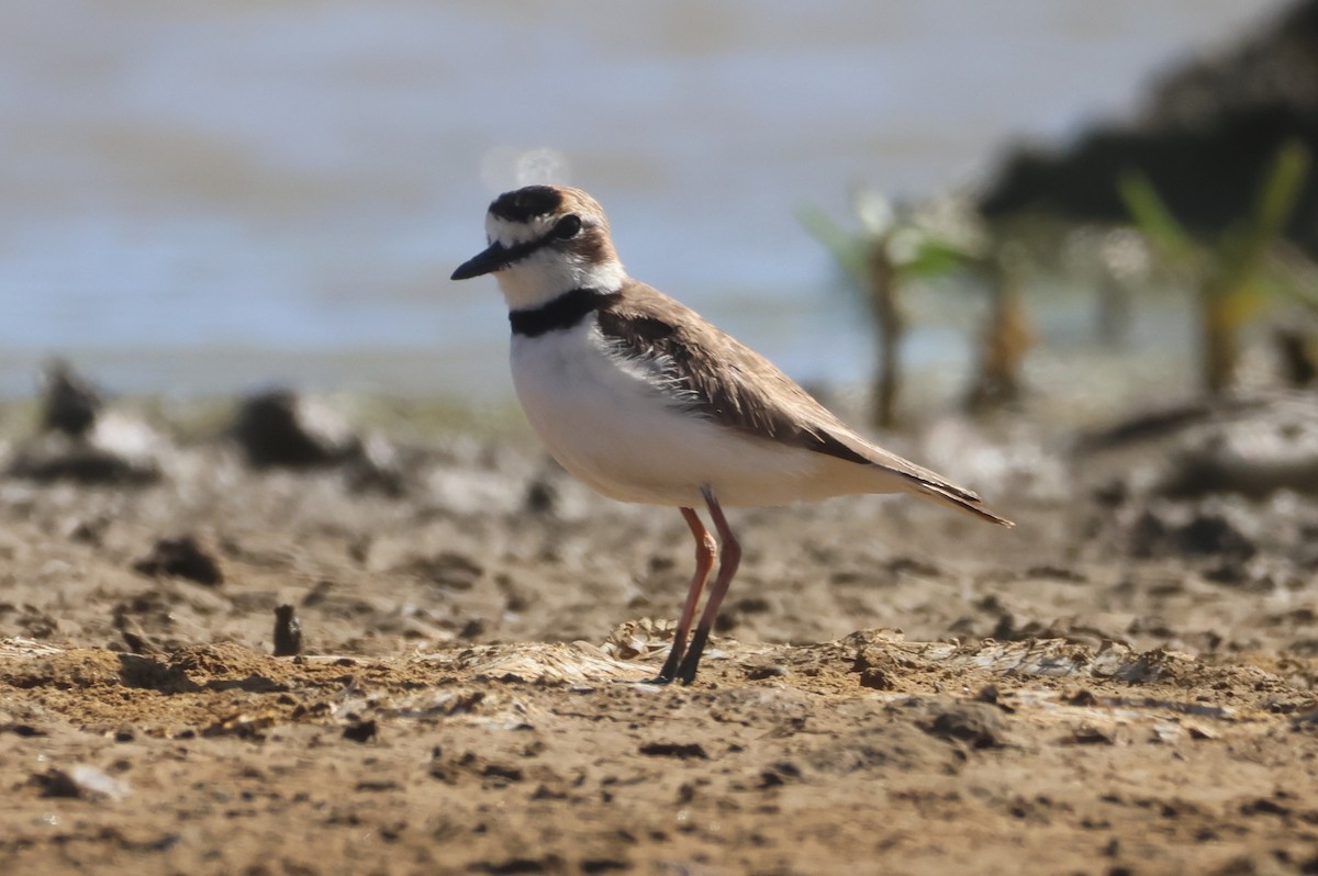 Collared Plover - Jorge Alcalá