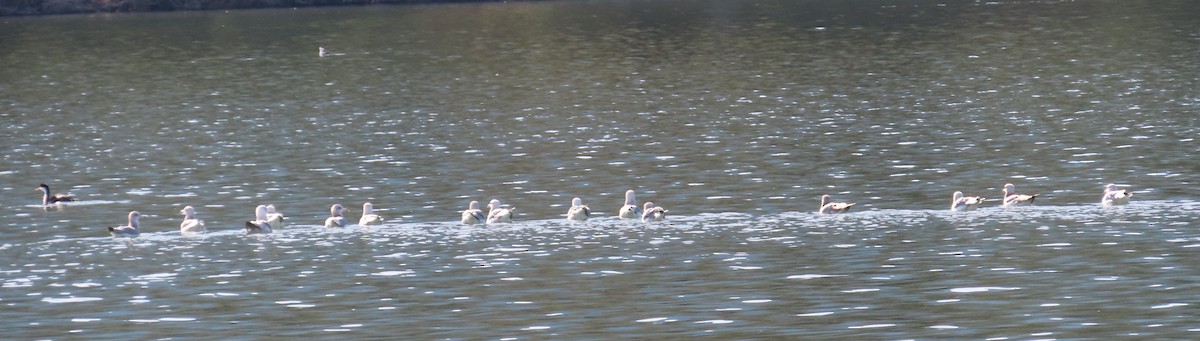 Ring-billed Gull - ML612091962