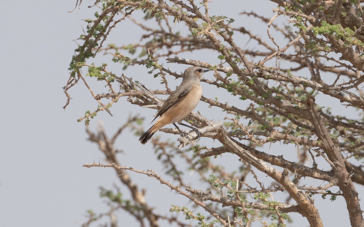 Persian Wheatear - ML612091979