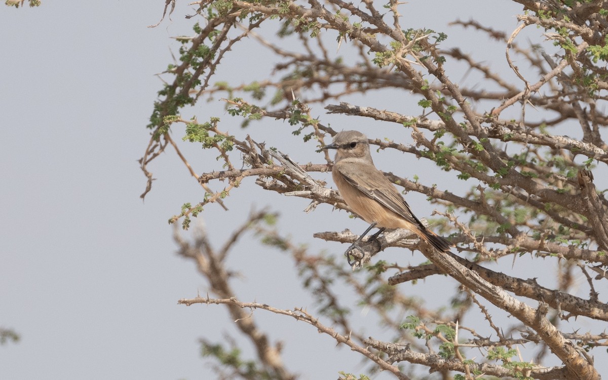 Persian Wheatear - ML612091980