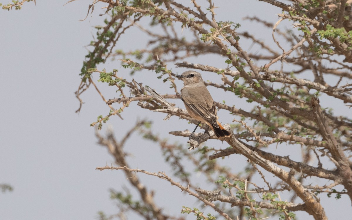 Persian Wheatear - ML612091981