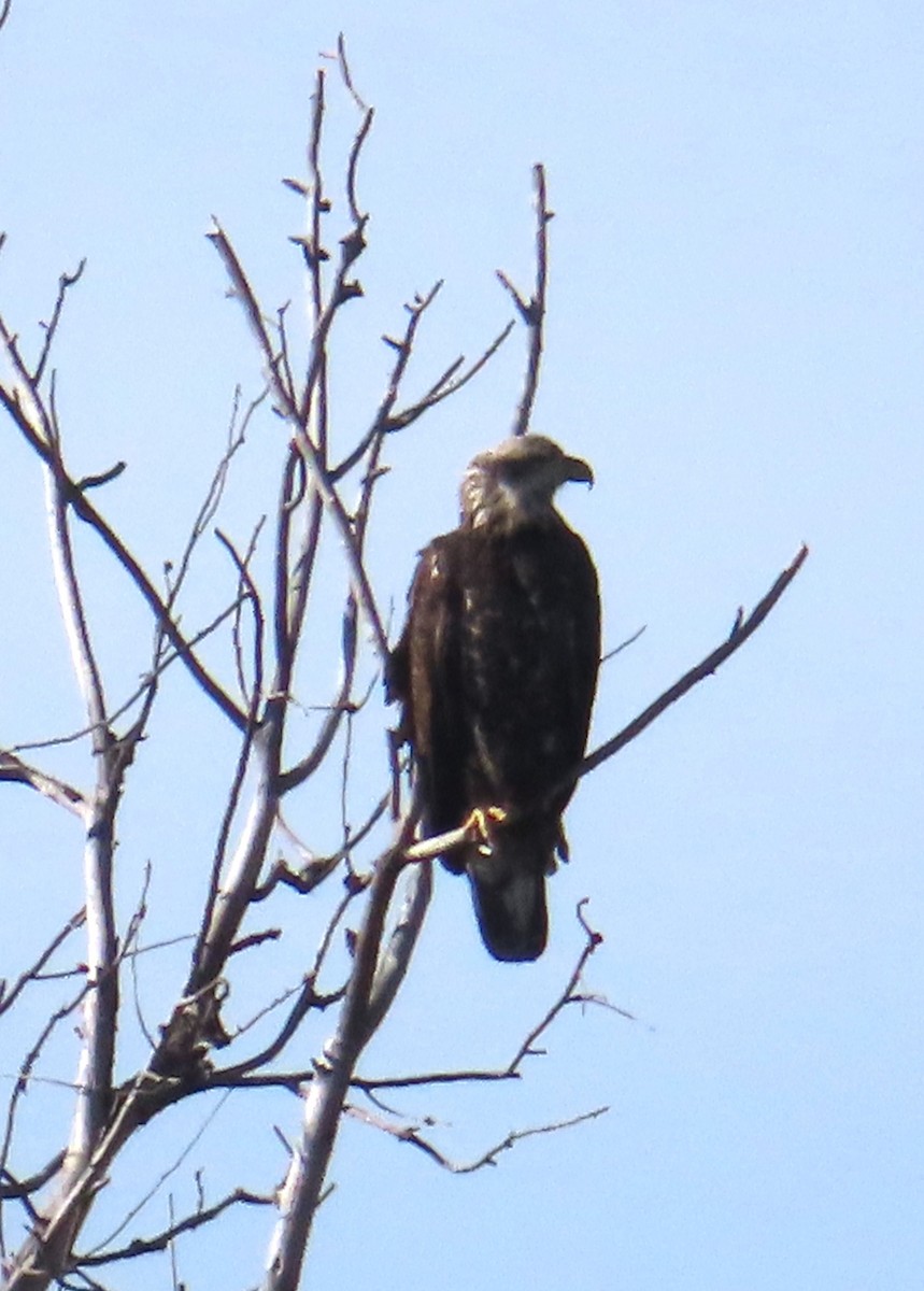 Bald Eagle - ML612092037