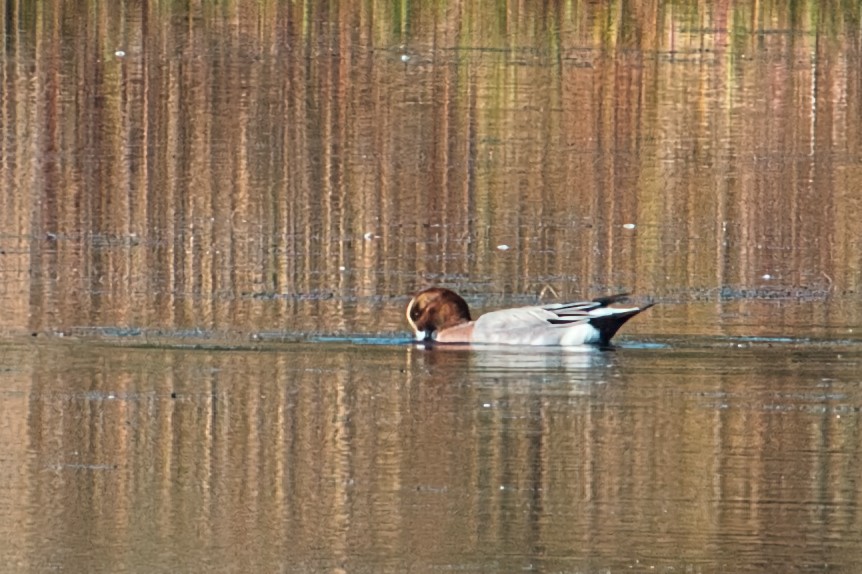 Eurasian Wigeon - ML612092042