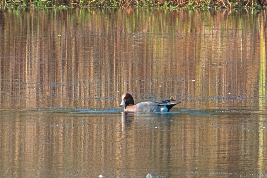 Eurasian Wigeon - ML612092064