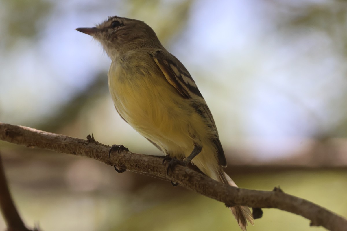 Slender-billed Tyrannulet - Jorge Alcalá