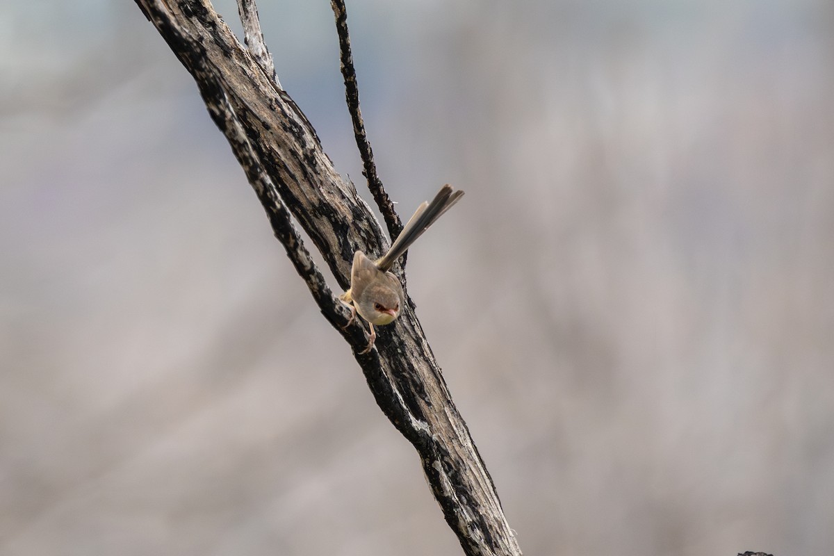 Variegated Fairywren - ML612092158