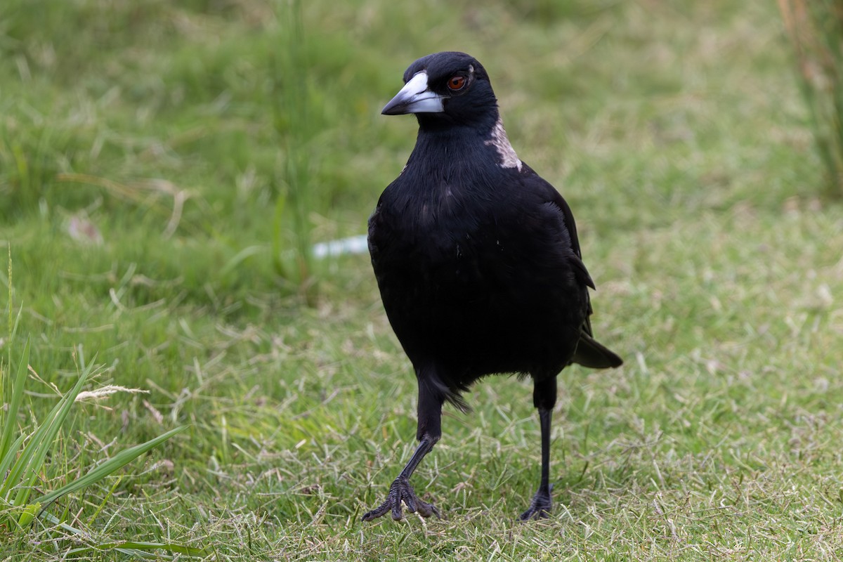 Australian Magpie - ML612092182