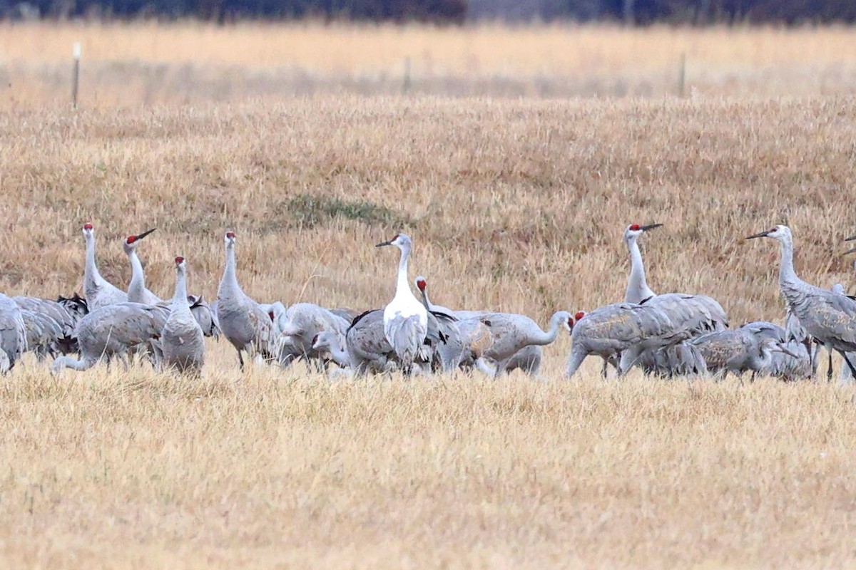 Sandhill Crane - Anonymous