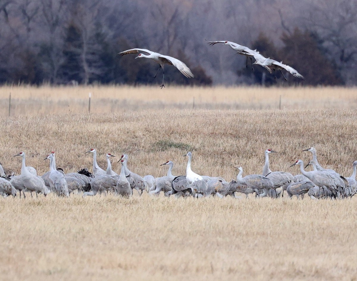 Sandhill Crane - Anonymous