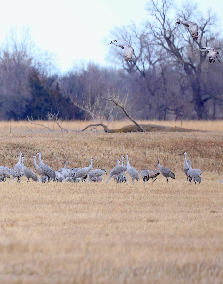 Sandhill Crane - Anonymous