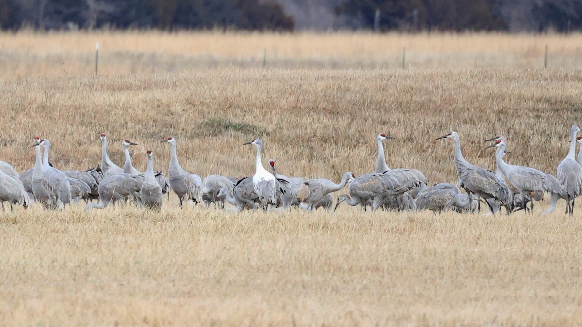 Sandhill Crane - Anonymous