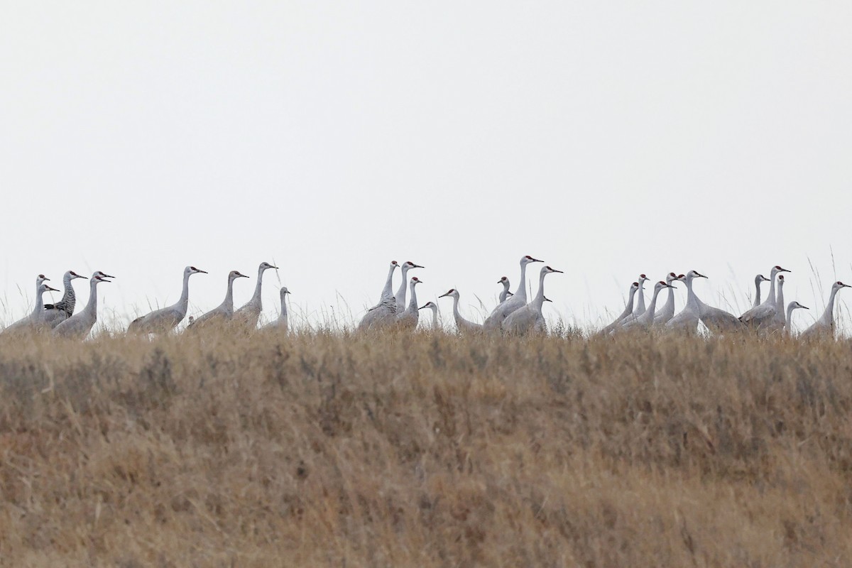 Sandhill Crane - Anonymous