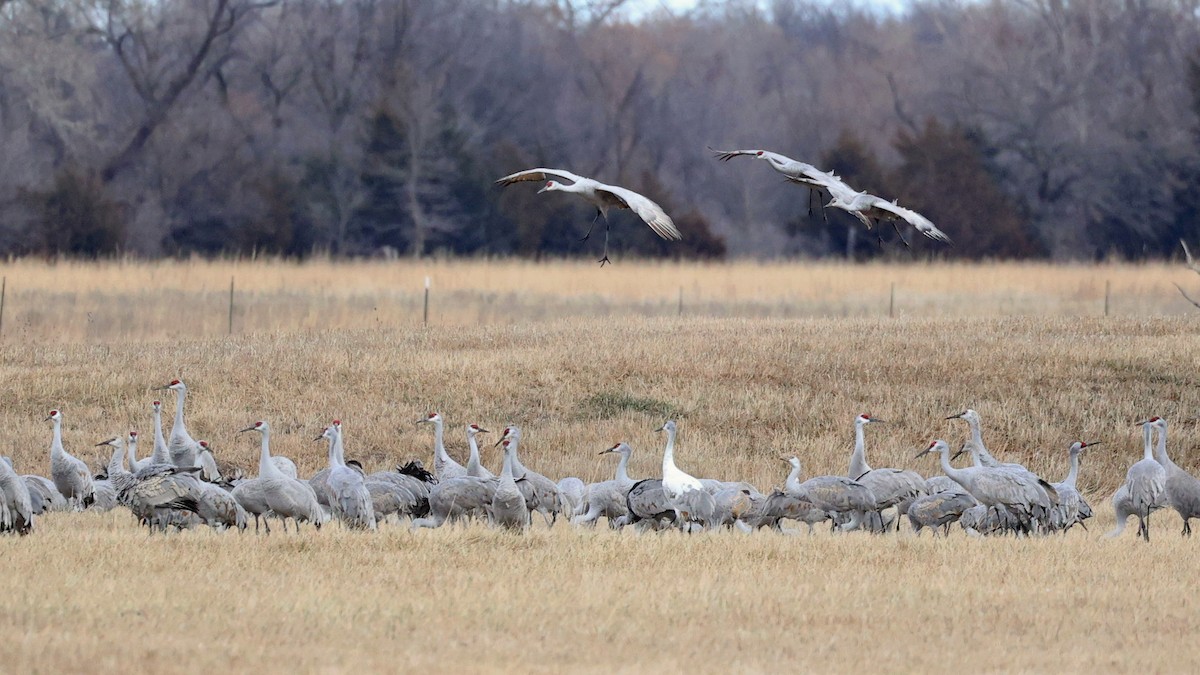 Sandhill Crane - Rita Flohr