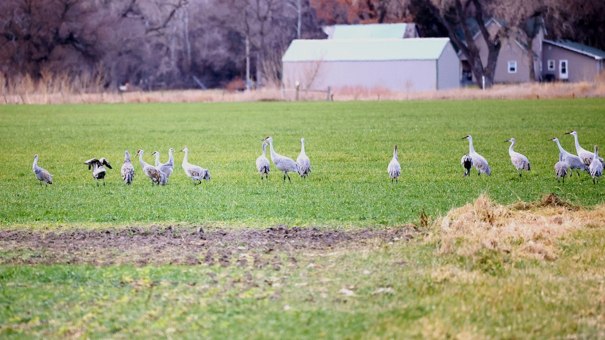 Sandhill Crane - Anonymous