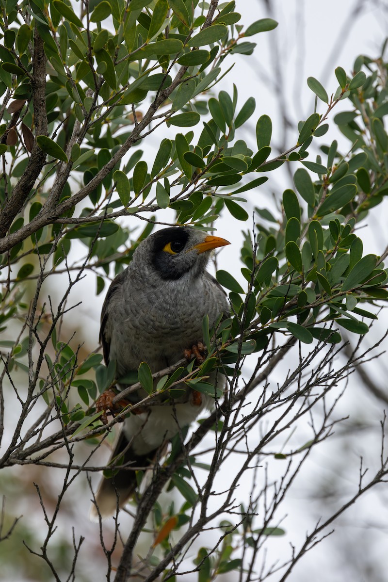 Noisy Miner - ML612092211