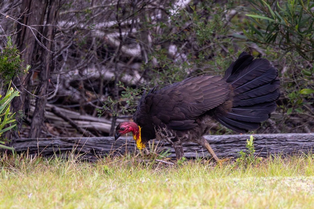 Australian Brushturkey - ML612092238