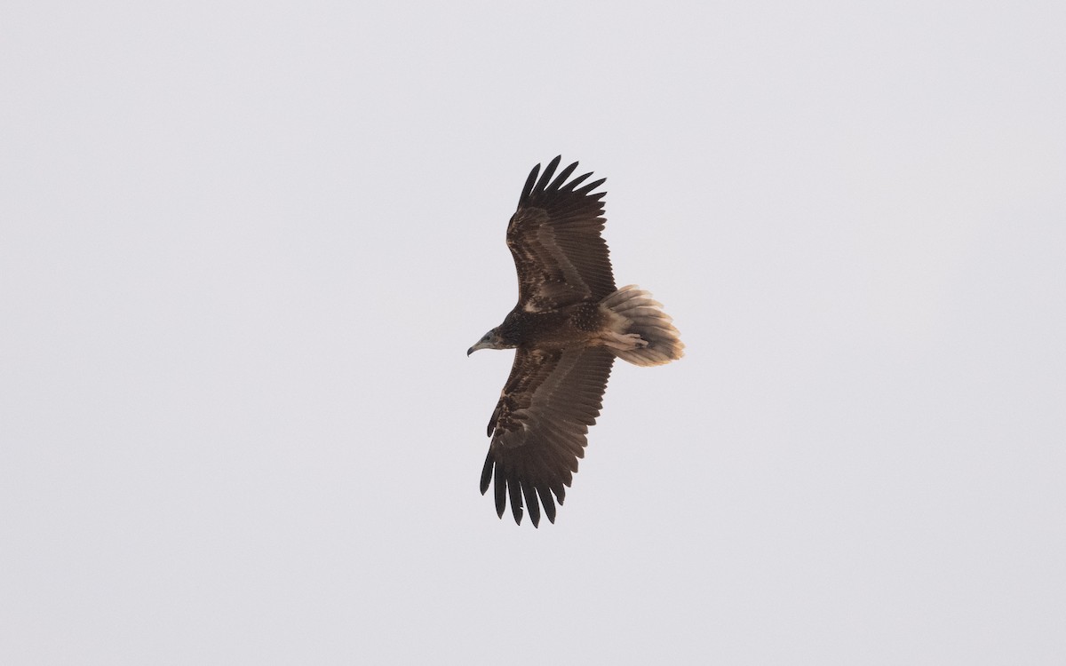 Egyptian Vulture - ML612092248