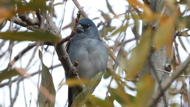 Tenerife Blue Chaffinch - ML612092382