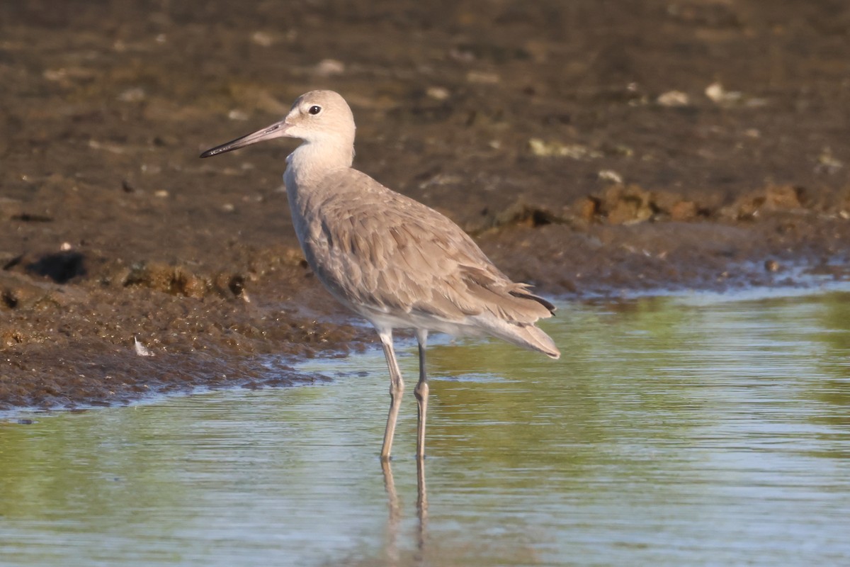 Willet - ML612092529