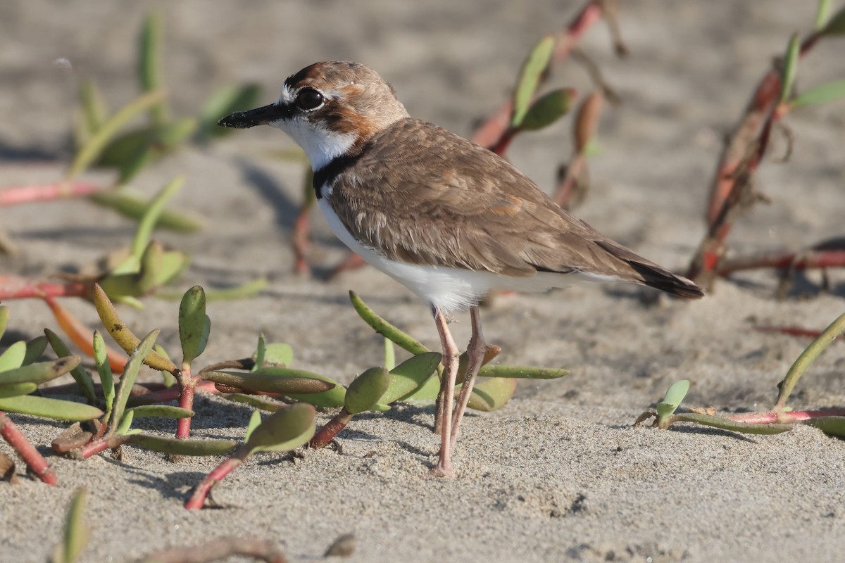 Collared Plover - ML612092572