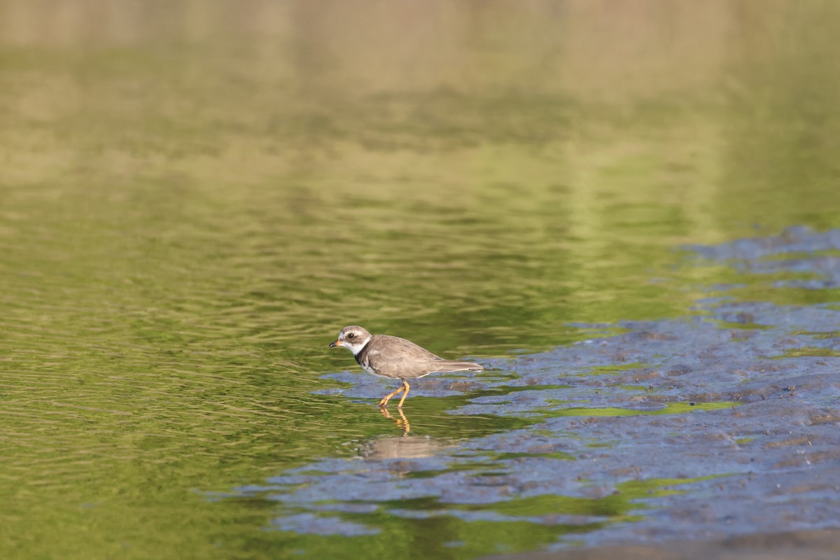 Semipalmated Plover - ML612092626