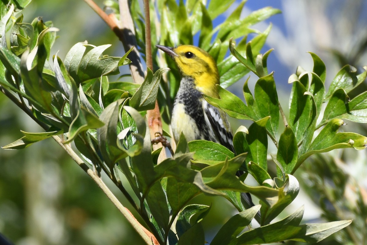 Black-throated Green Warbler - ML612092803