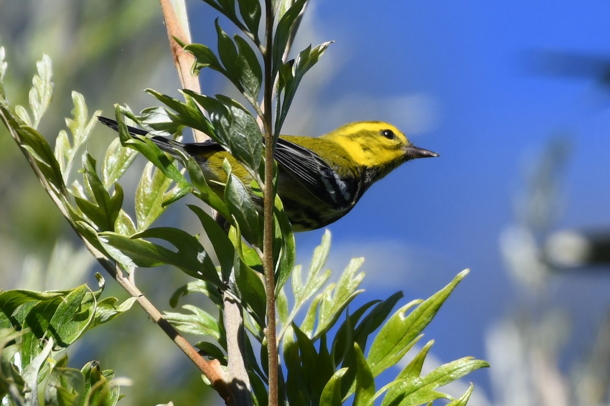 Black-throated Green Warbler - ML612092804