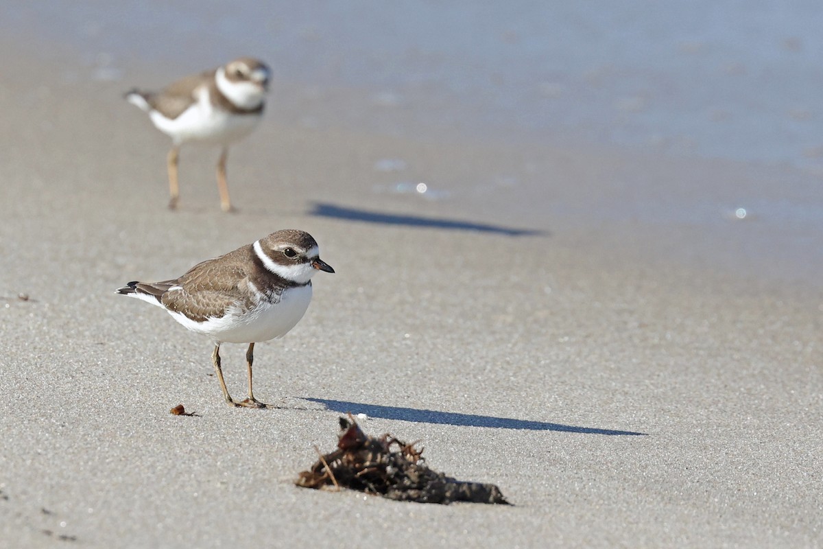 Semipalmated Plover - ML612092828