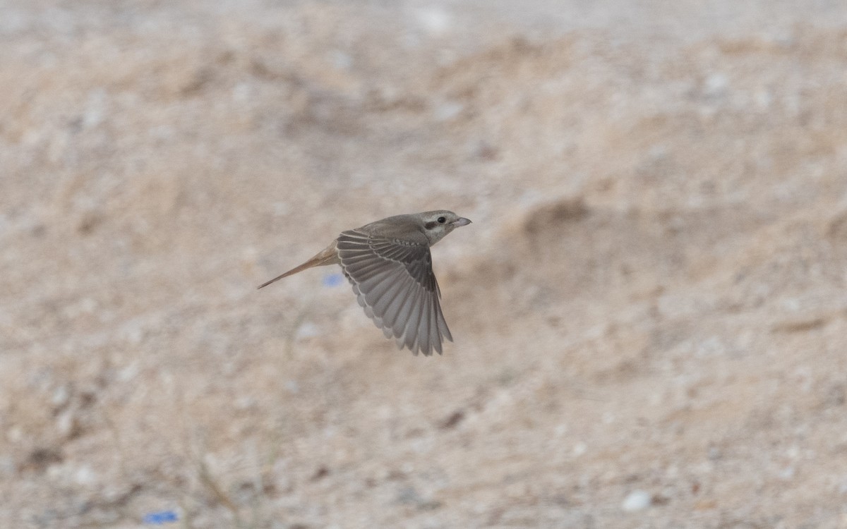 Red-tailed Shrike - ML612092984