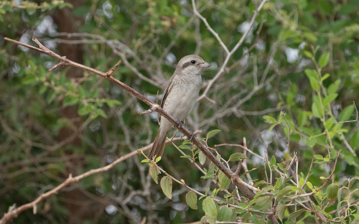 Red-tailed Shrike - ML612093027