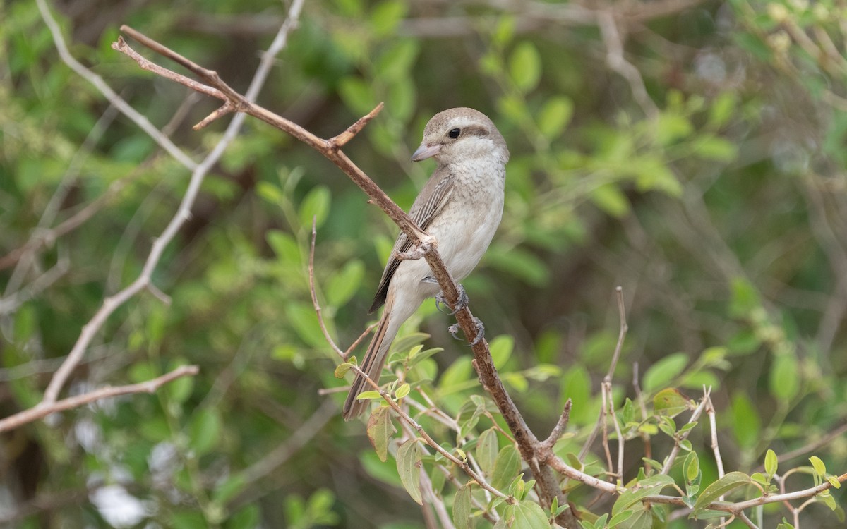 Red-tailed Shrike - ML612093047