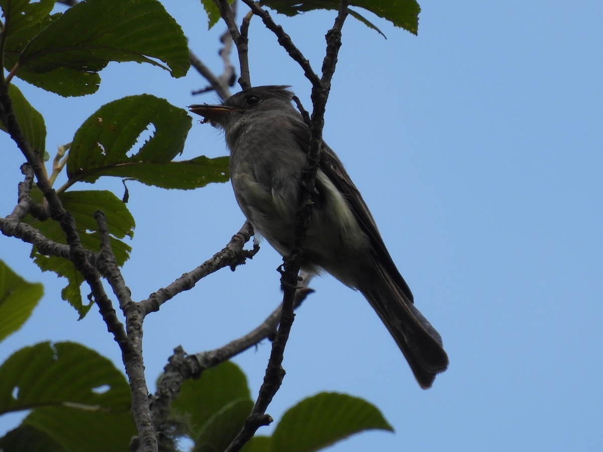 Southern Tropical Pewee - ML612093052