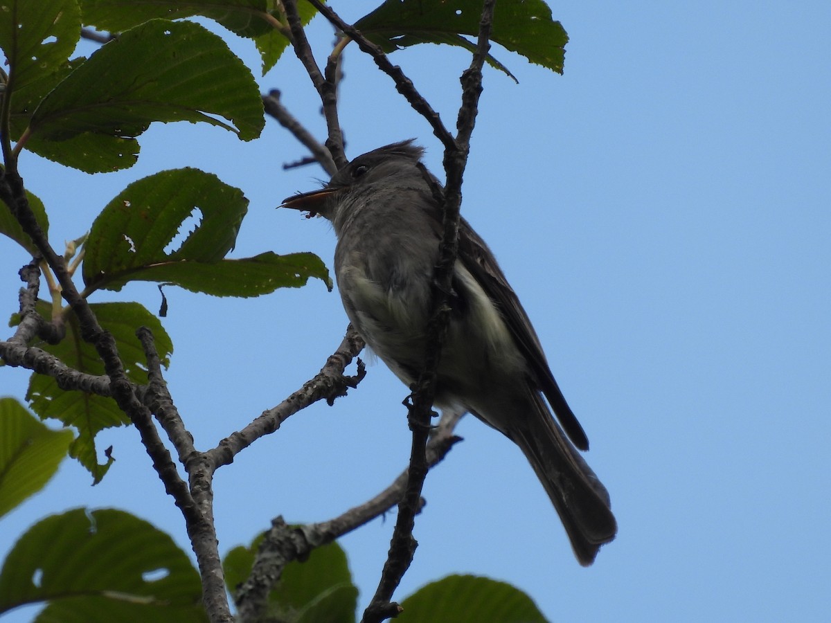 Southern Tropical Pewee - ML612093053