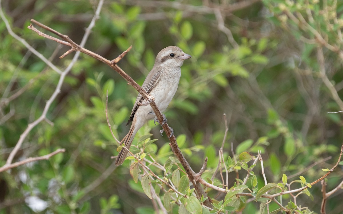 Red-tailed Shrike - ML612093069