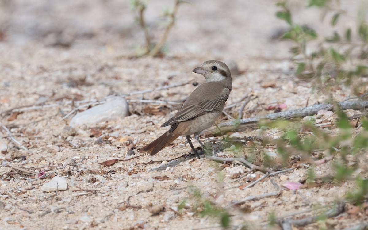 Red-tailed Shrike - ML612093084